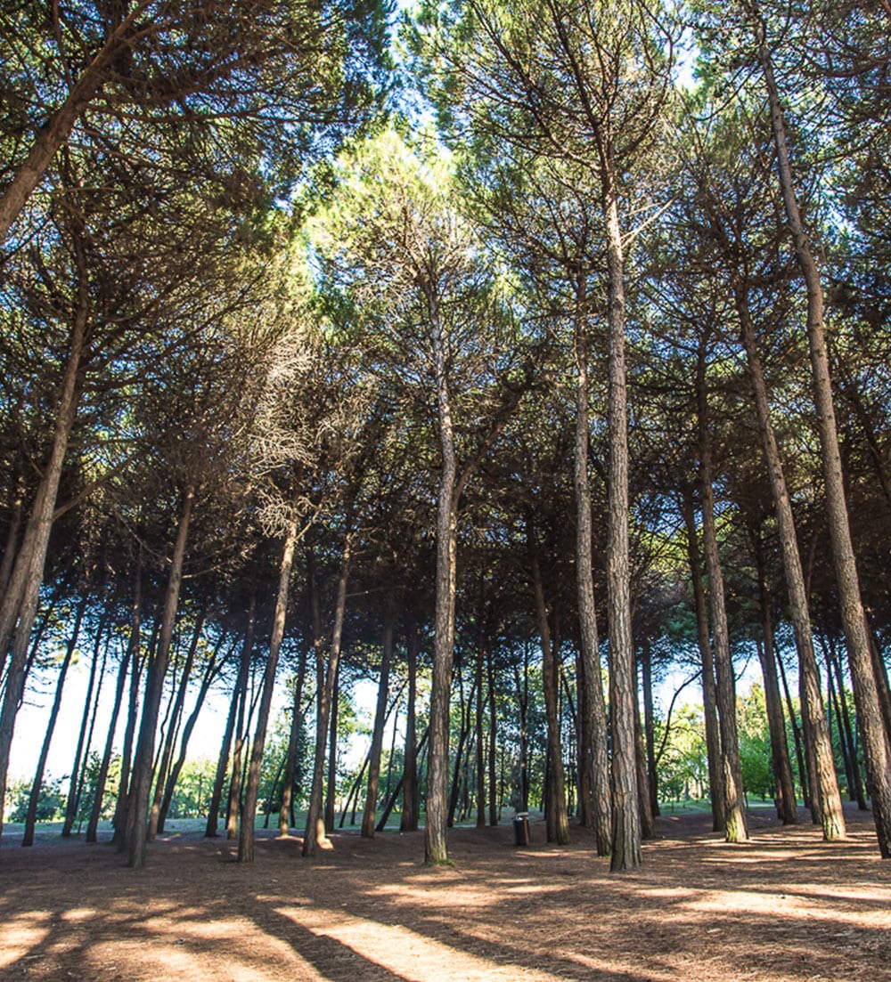 gallery-pineta-garden
