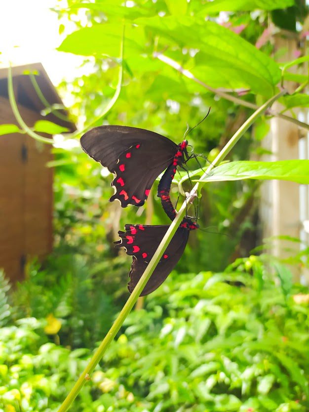 Casa delle Farfalle - Severi Hotels - Minibus Garden Cervia