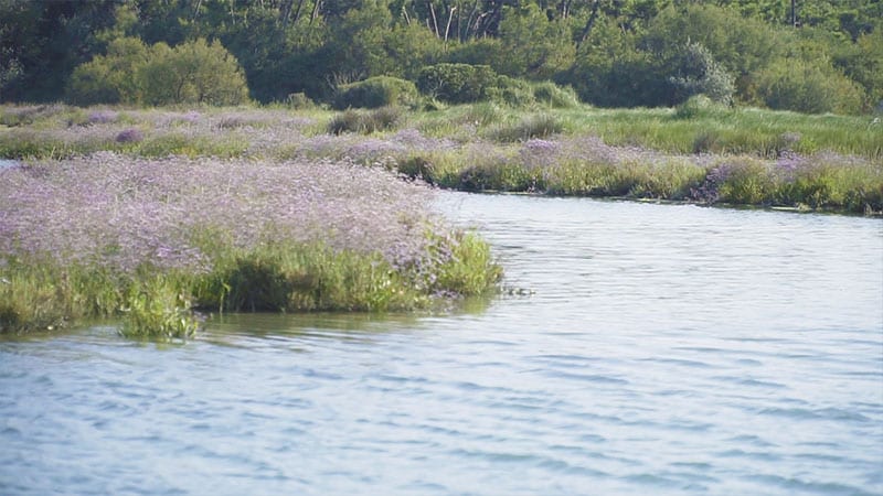 foce-del-bevano-2