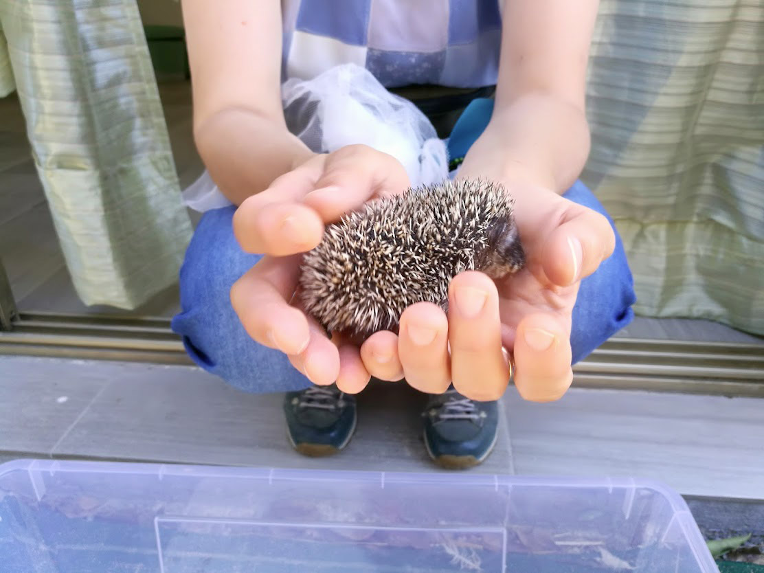 Ospedale animali selvatici - Severi Hotels - Minibus Garden Cervia